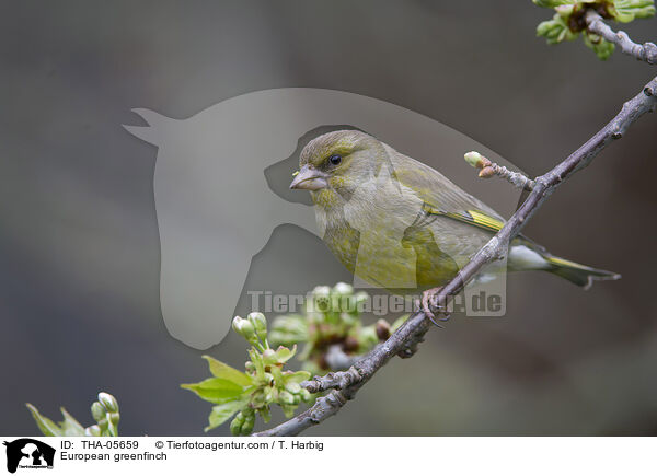 Grnfink / European greenfinch / THA-05659