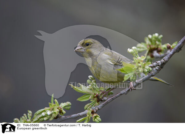 Grnfink / European greenfinch / THA-05660