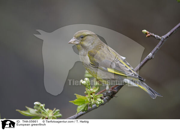 Grnfink / European greenfinch / THA-05661