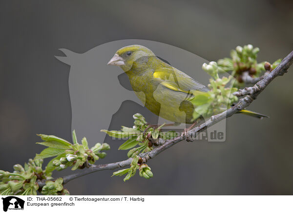 Grnfink / European greenfinch / THA-05662
