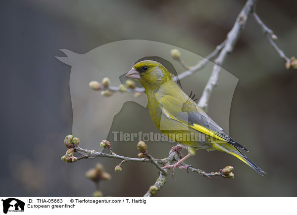 Grnfink / European greenfinch / THA-05663