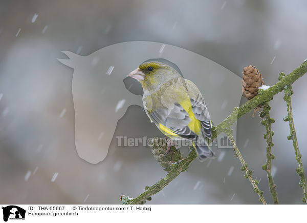 European greenfinch / THA-05667