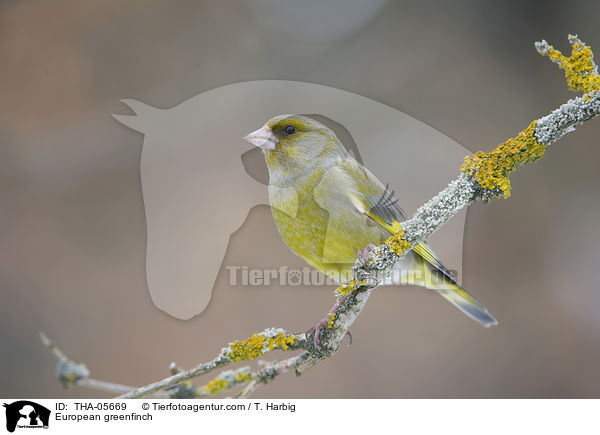 Grnfink / European greenfinch / THA-05669