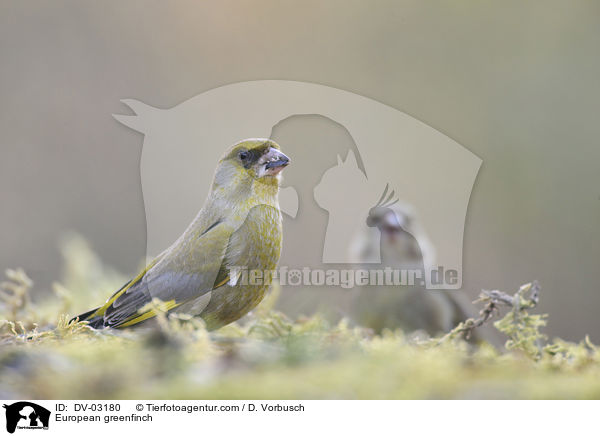 European greenfinch / DV-03180