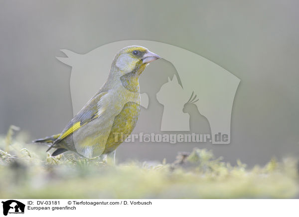 Grnfink / European greenfinch / DV-03181