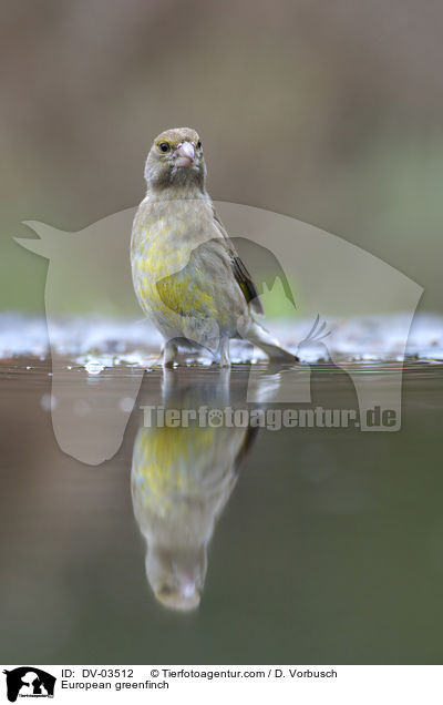 European greenfinch / DV-03512