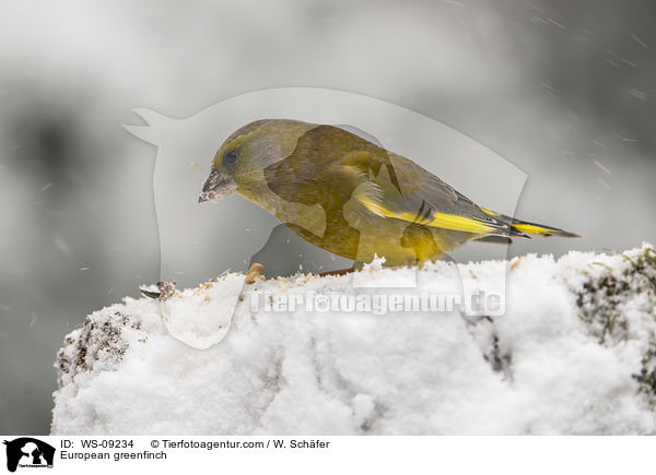 Grnfink / European greenfinch / WS-09234