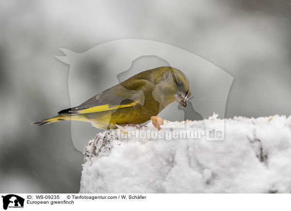 Grnfink / European greenfinch / WS-09235