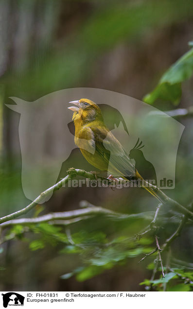 European greenfinch / FH-01831