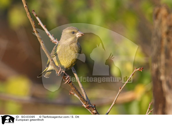 European greenfinch / SO-03395