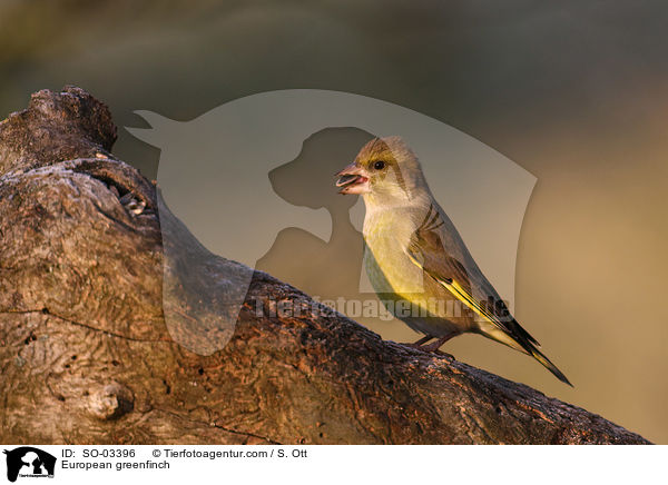 European greenfinch / SO-03396