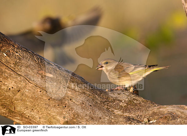 Grnfink / European greenfinch / SO-03397