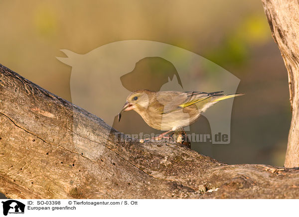 Grnfink / European greenfinch / SO-03398