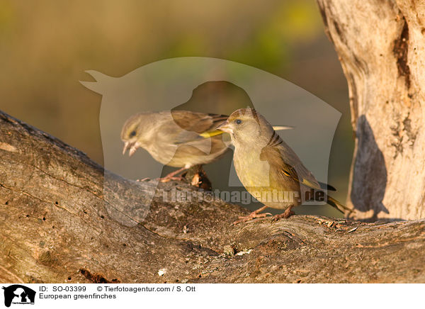 Grnfinken / European greenfinches / SO-03399