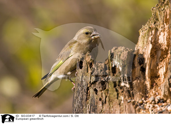 Grnfink / European greenfinch / SO-03417