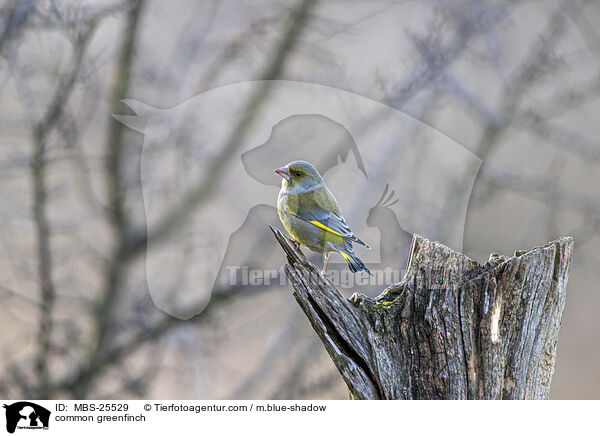 Grnfink / common greenfinch / MBS-25529