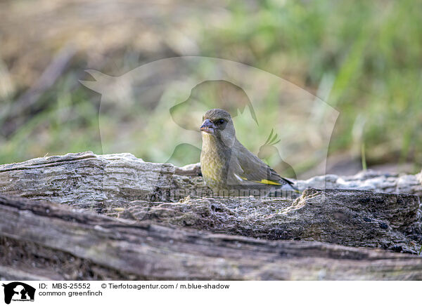 Grnfink / common greenfinch / MBS-25552