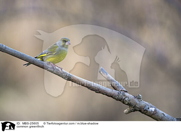 common greenfinch / MBS-25605