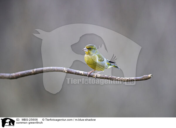 Grnfink / common greenfinch / MBS-25606