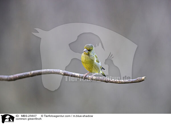 Grnfink / common greenfinch / MBS-25607