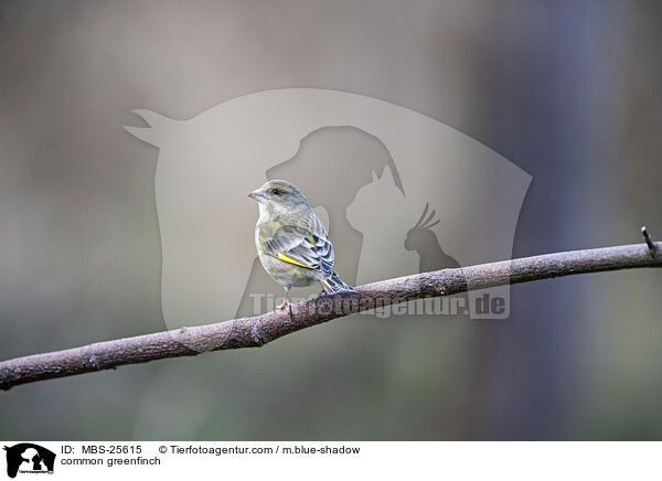common greenfinch / MBS-25615