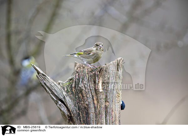 Grnfink / common greenfinch / MBS-25619