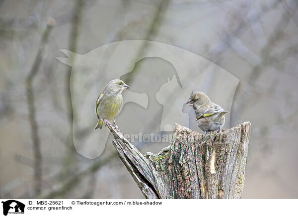 Grnfink / common greenfinch / MBS-25621
