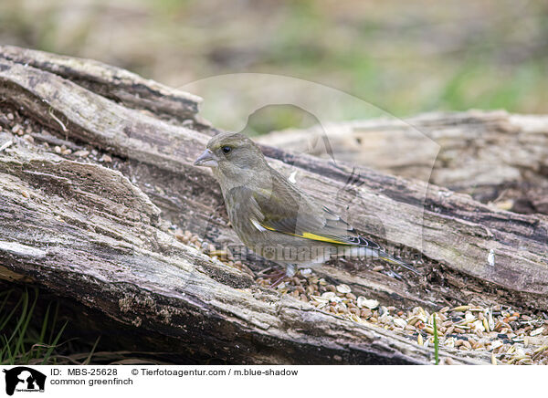 common greenfinch / MBS-25628