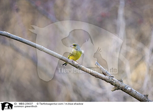 common greenfinch / MBS-25637