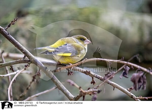 common greenfinch / MBS-25733