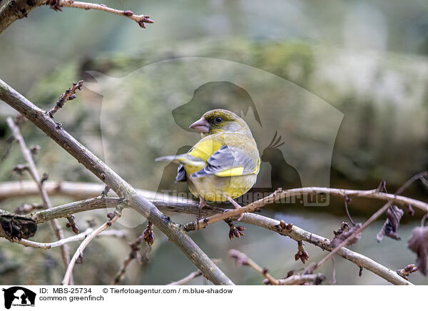 Grnfink / common greenfinch / MBS-25734