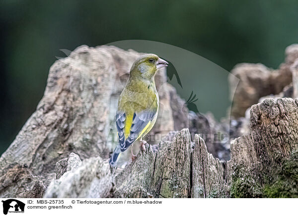 common greenfinch / MBS-25735