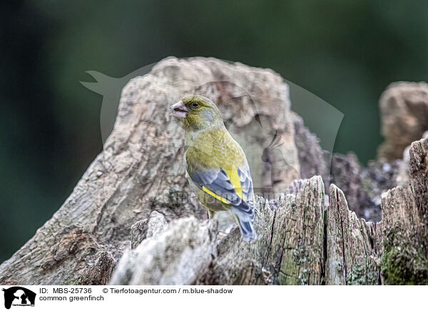 common greenfinch / MBS-25736