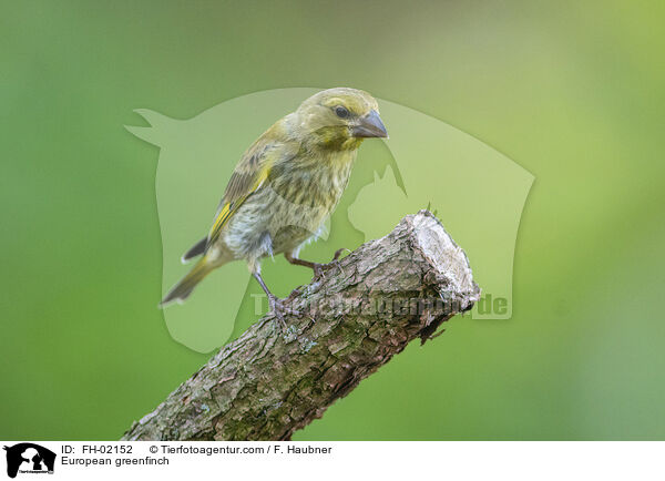 European greenfinch / FH-02152