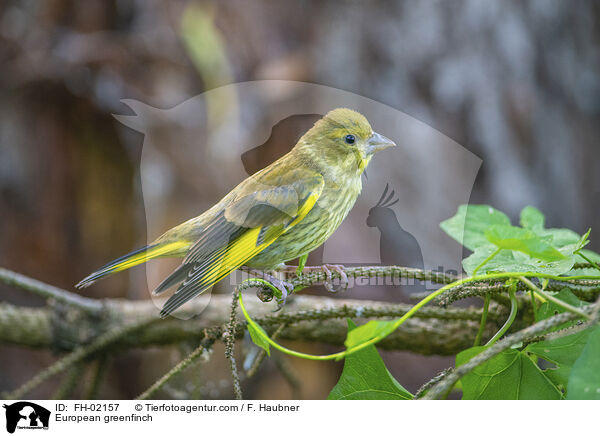 Grnfink / European greenfinch / FH-02157