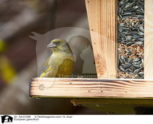 European greenfinch / SA-01596