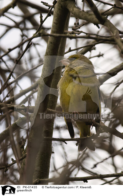 greenfinch / PK-01435