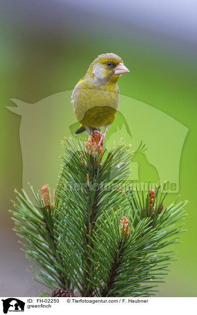 greenfinch / FH-02250