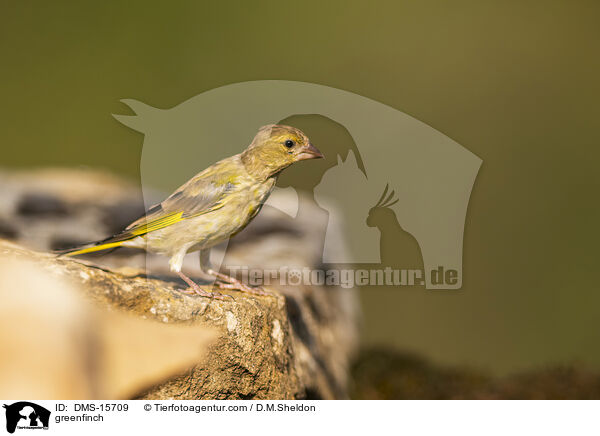 Gr�nfink / greenfinch / DMS-15709