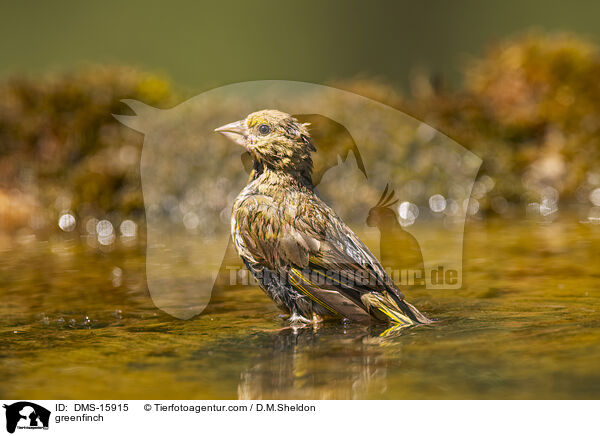 Grnfink / greenfinch / DMS-15915