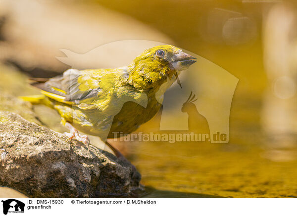 Grnfink / greenfinch / DMS-15930