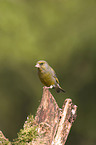 European Greenfinch