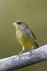 European Greenfinch