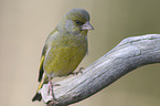 European Greenfinch