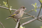 European Greenfinch