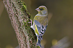 Greenfinch