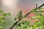 Greenfinch