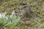 greenfinch