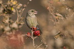 greenfinch