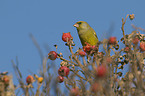 greenfinch